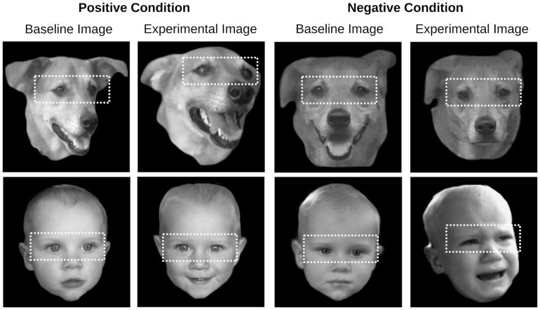 תגובות פנים